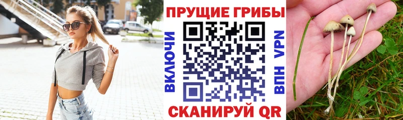 Купить закладки  Мамадыш  Галлюциногенные грибы мицелий 